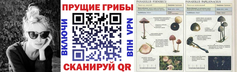 Галлюциногенные грибы Psilocybe  как найти наркотики  Ладушкин 